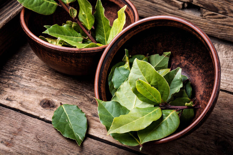 Aromatic Bay Leaves